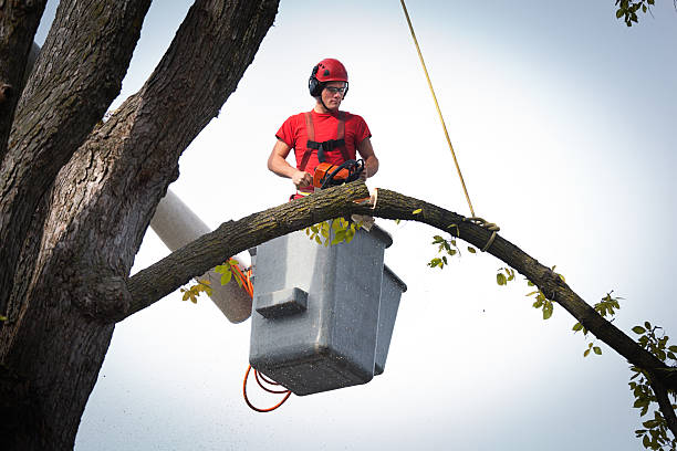 Best Commercial Tree Services  in Drexel, NC